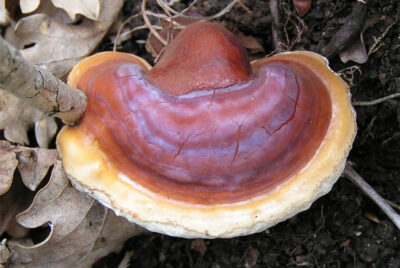 Reishi Mushrooms Health Benefits