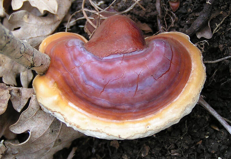 Reishi Mushrooms Health Benefits