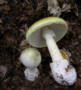 death cap poisonous mushroom