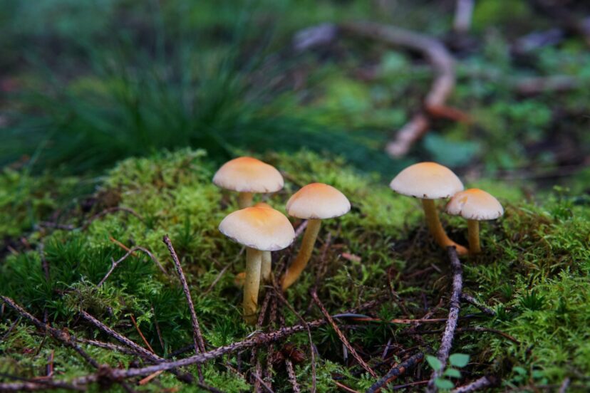 Foraging For Mushrooms